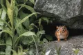 Animal Sharp Rough 1