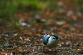 Bird Focus Macro