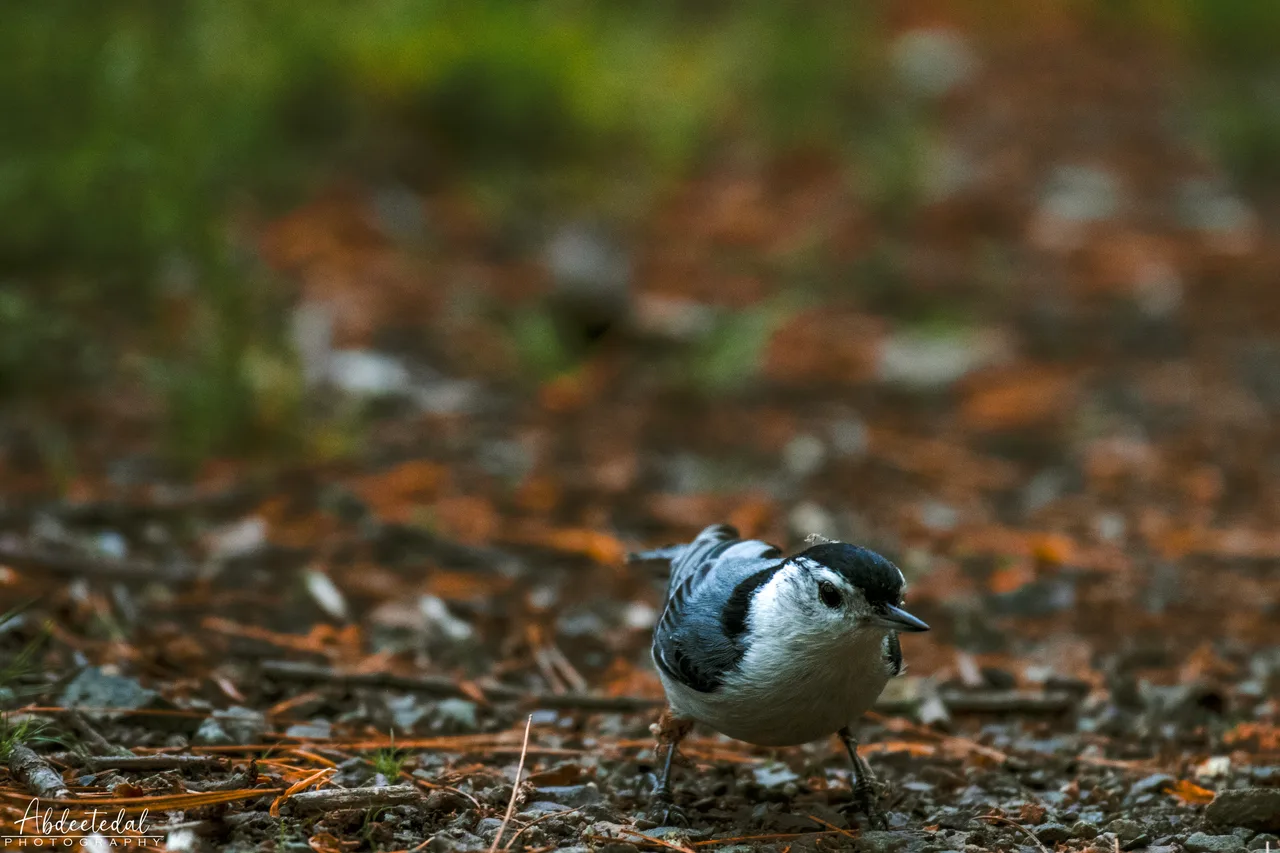 Bird Focus Macro
