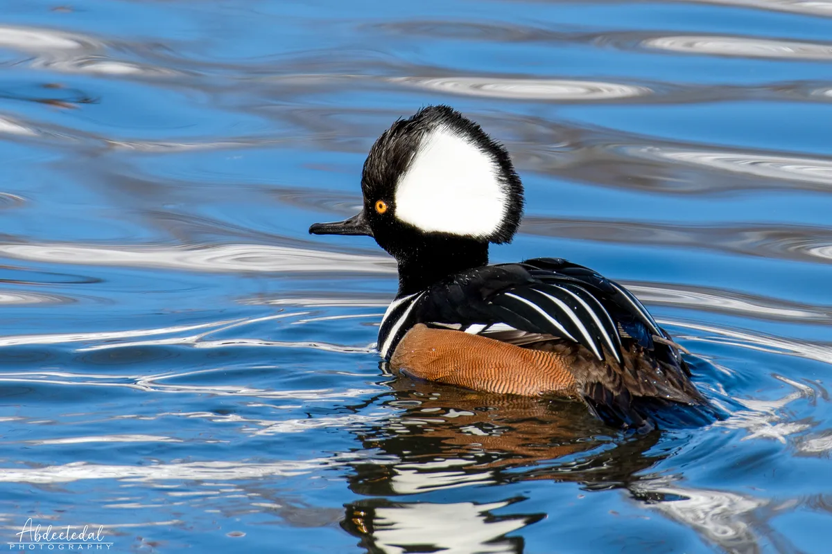 Birdwatching Through the Lens: A Snowy Adventure
