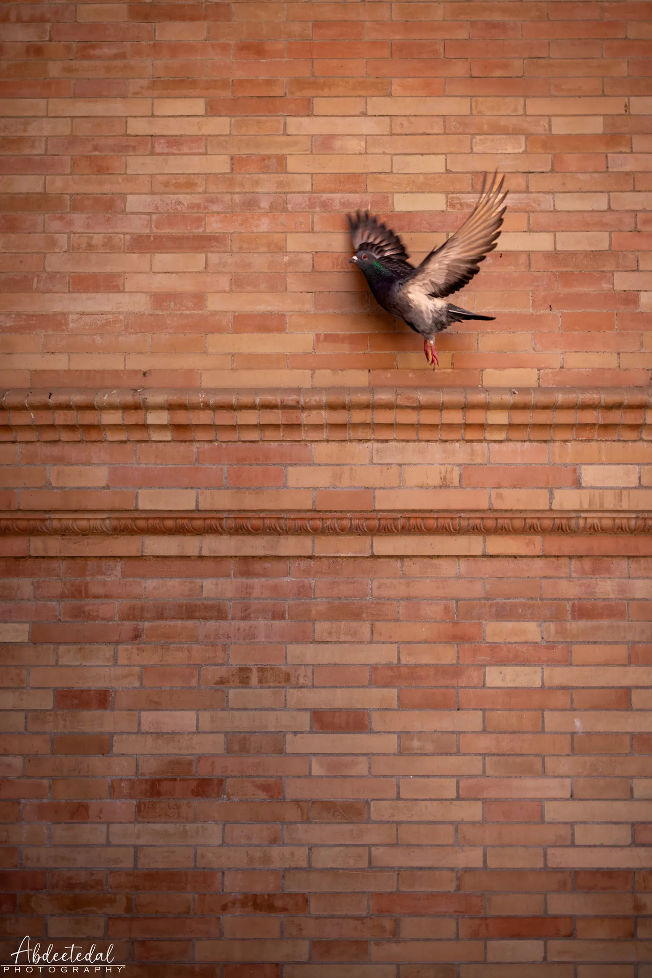 Bird Mural Window