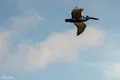 Bird Plane Boat