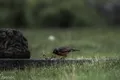 Bird Rain Motion