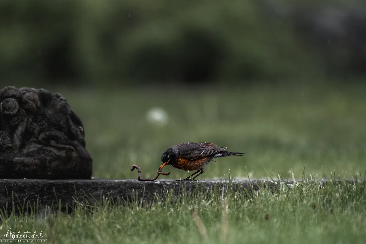 Bird Rain Motion