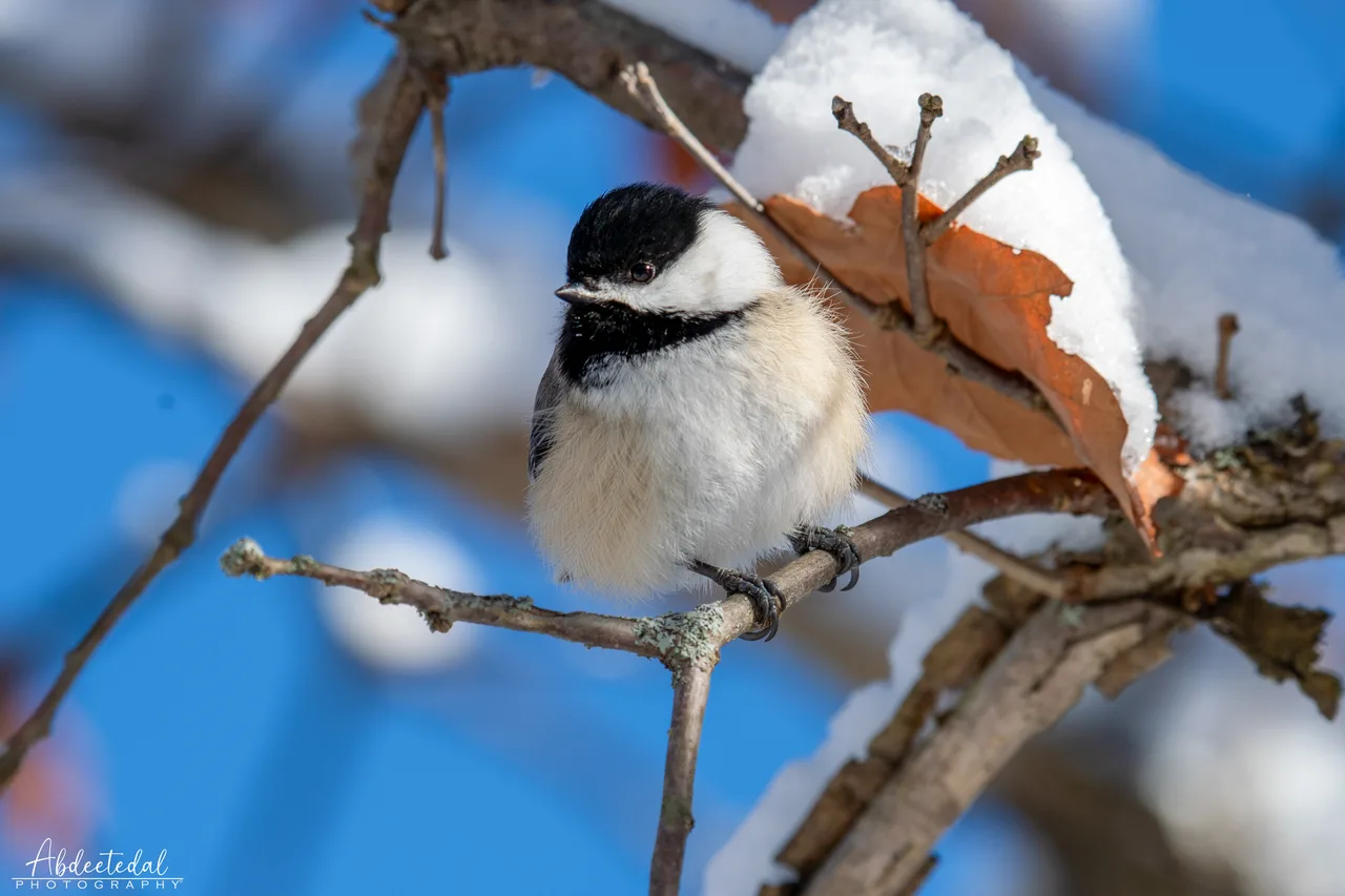 Bird Snow Animal