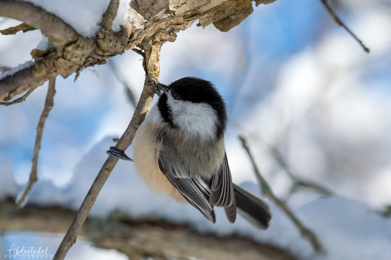 Bird Snow Animal 2