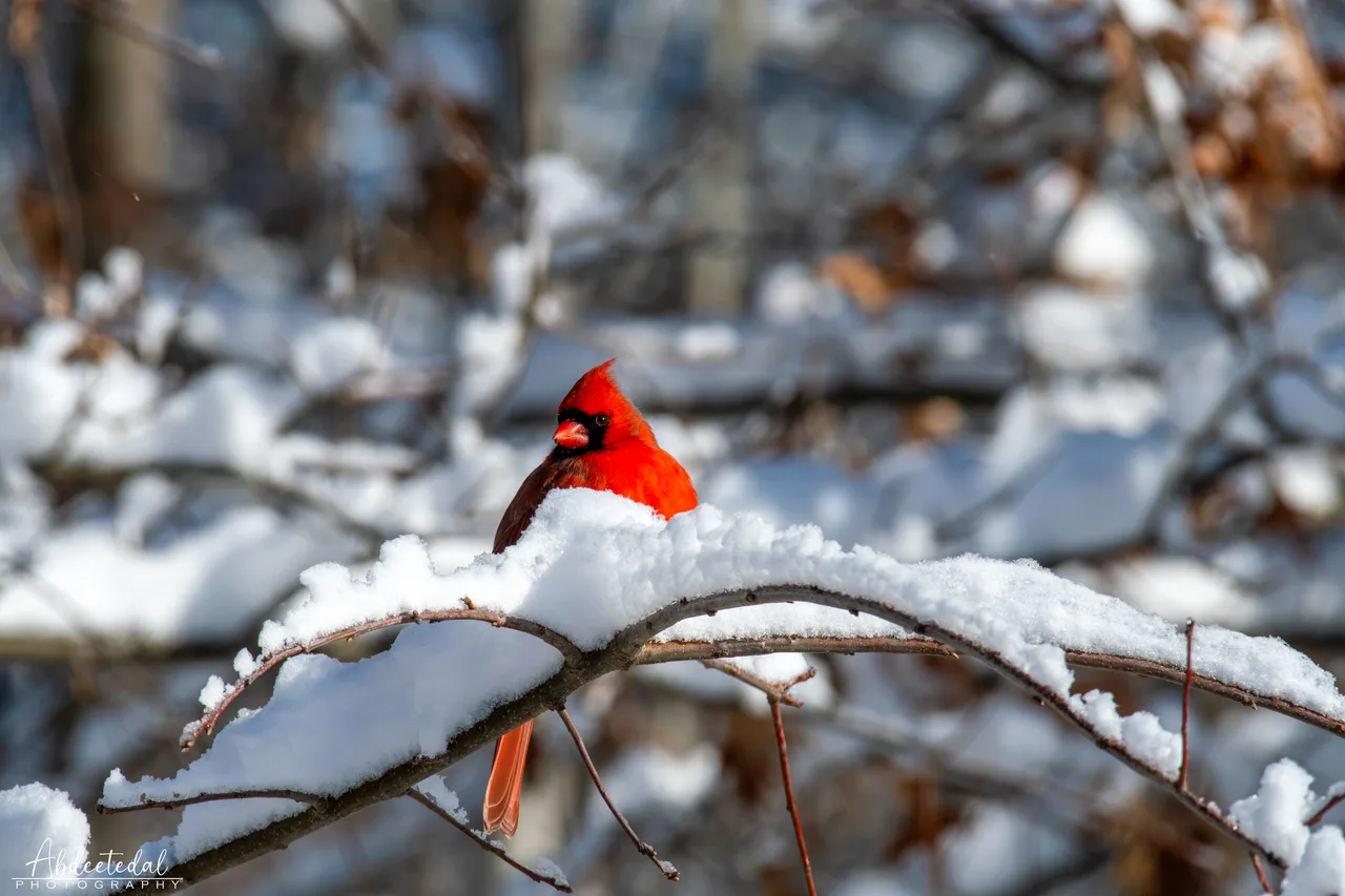 Bird Snow Red