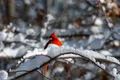 Bird Snow Red