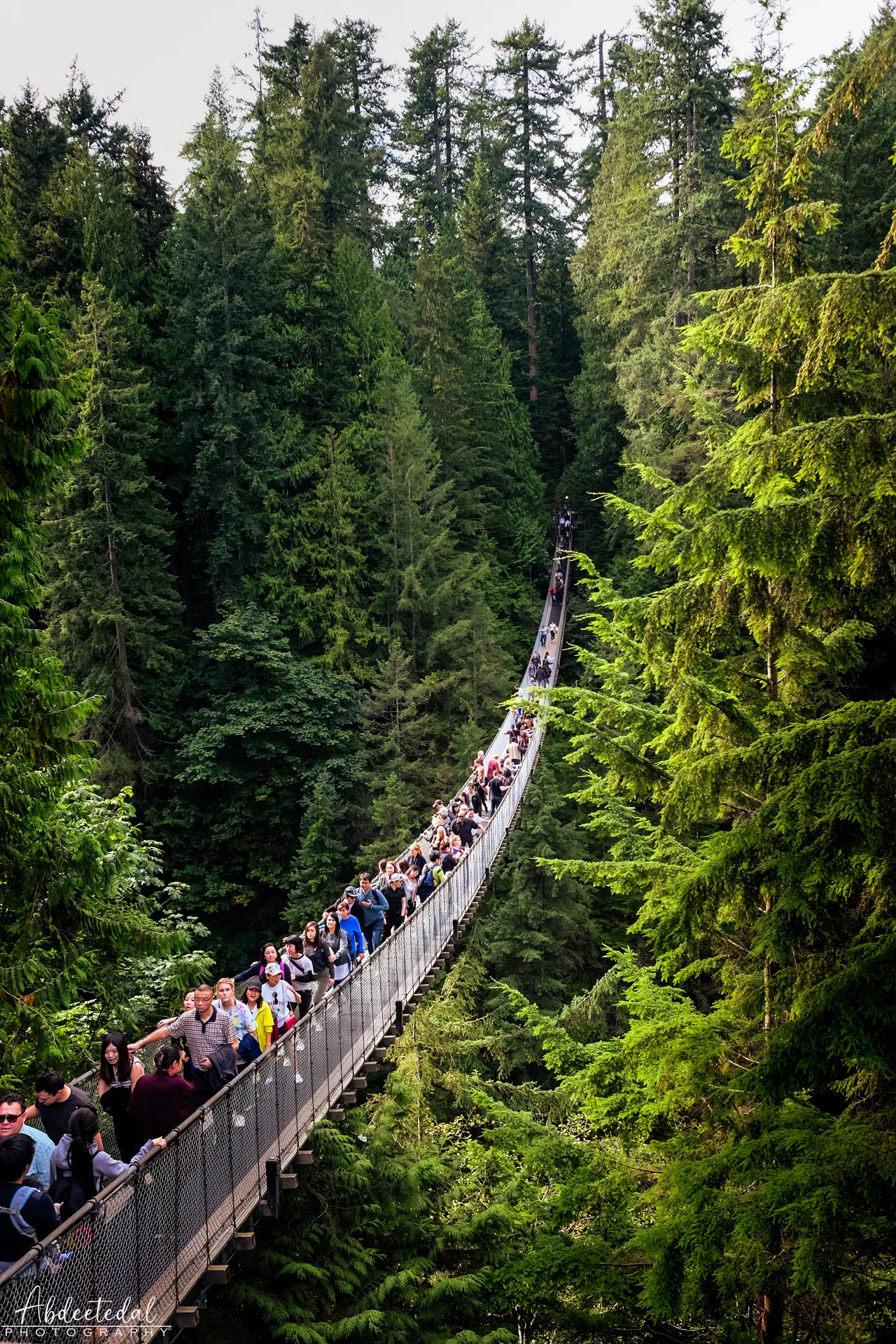 Bridge Leaf Tram