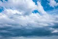 Cloud Blue Bird