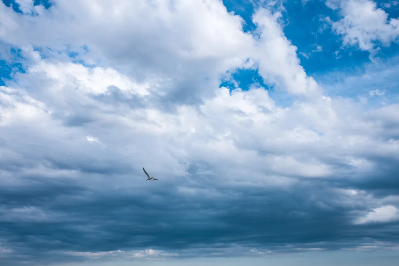 Cloud Blue Bird