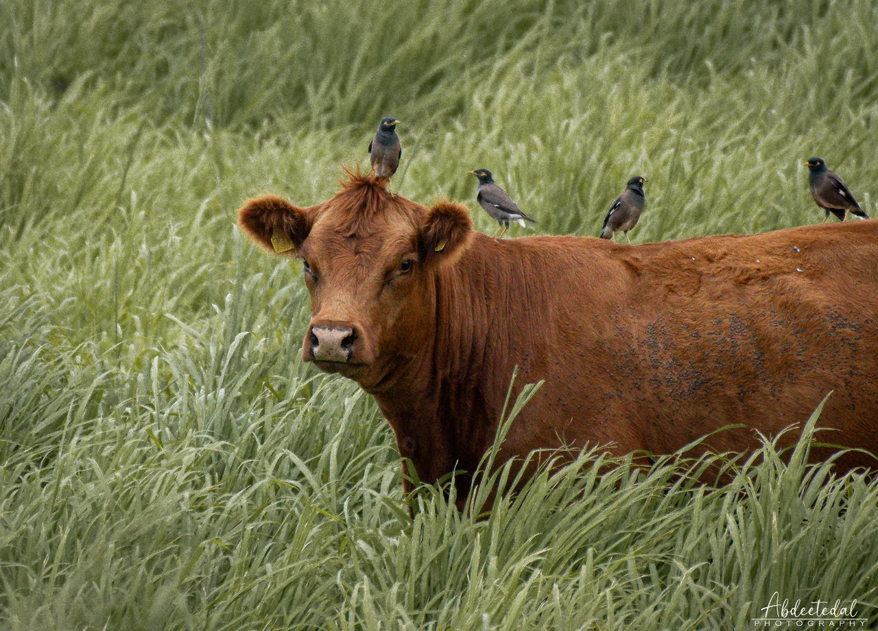 Cow Grass Bird