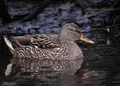 Duck Lake Orange