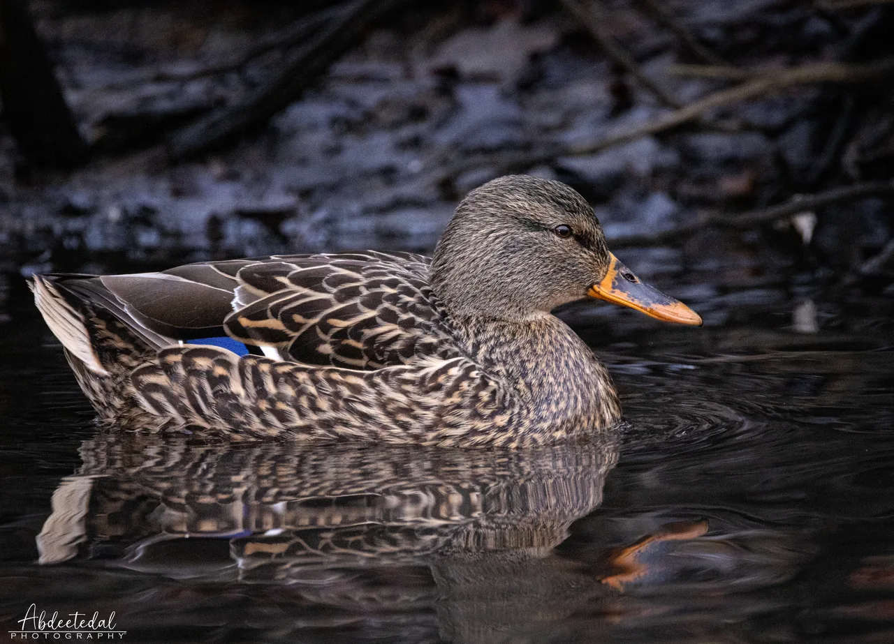 Duck Lake Orange