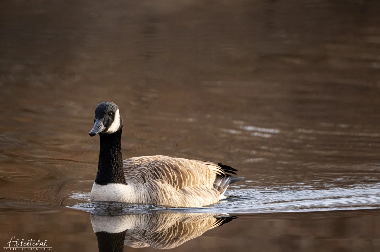 Duck Lake Swim