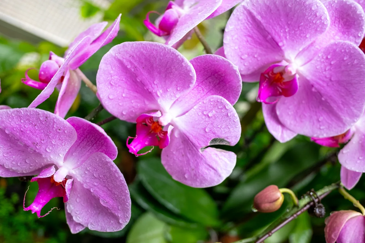 Flower Purple Focus