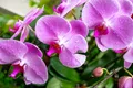 Flower Purple Focus