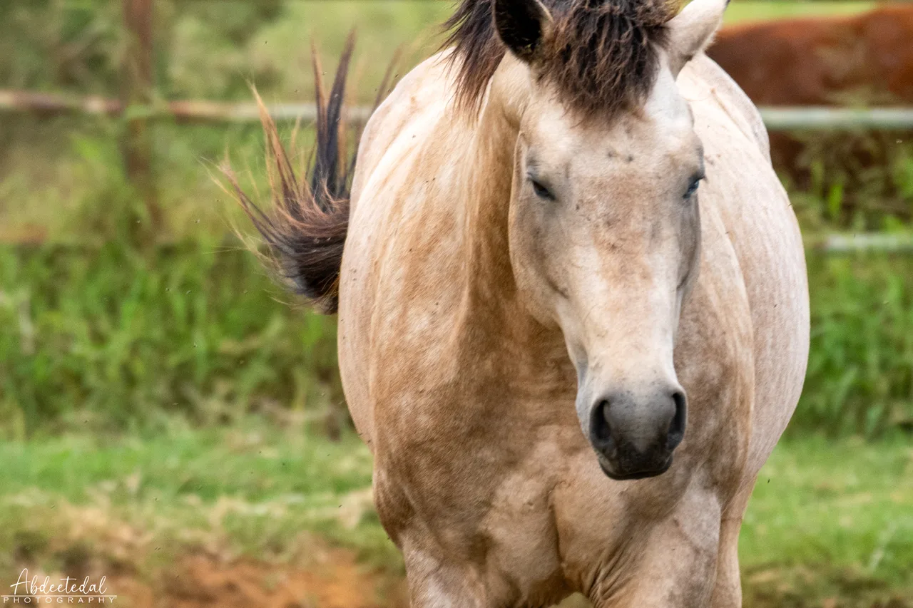 Horse Animal Grey