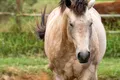 Horse Animal Grey