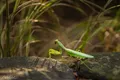 Insect Animal Macro