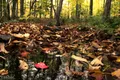 Leaf Pond Reflection
