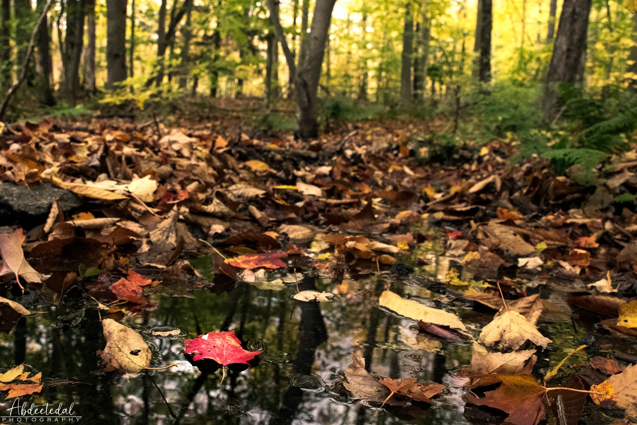 Leaf Pond Reflection