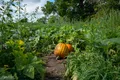 Orange Vegetable Plant