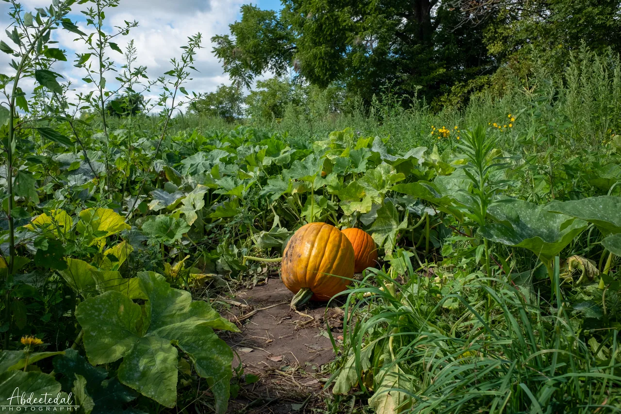 Orange Vegetable Plant