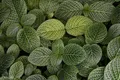 Pattern Leaf Plant
