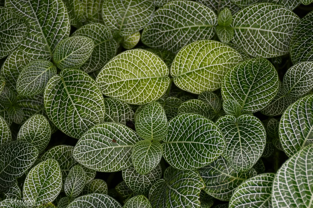 Pattern Leaf Plant