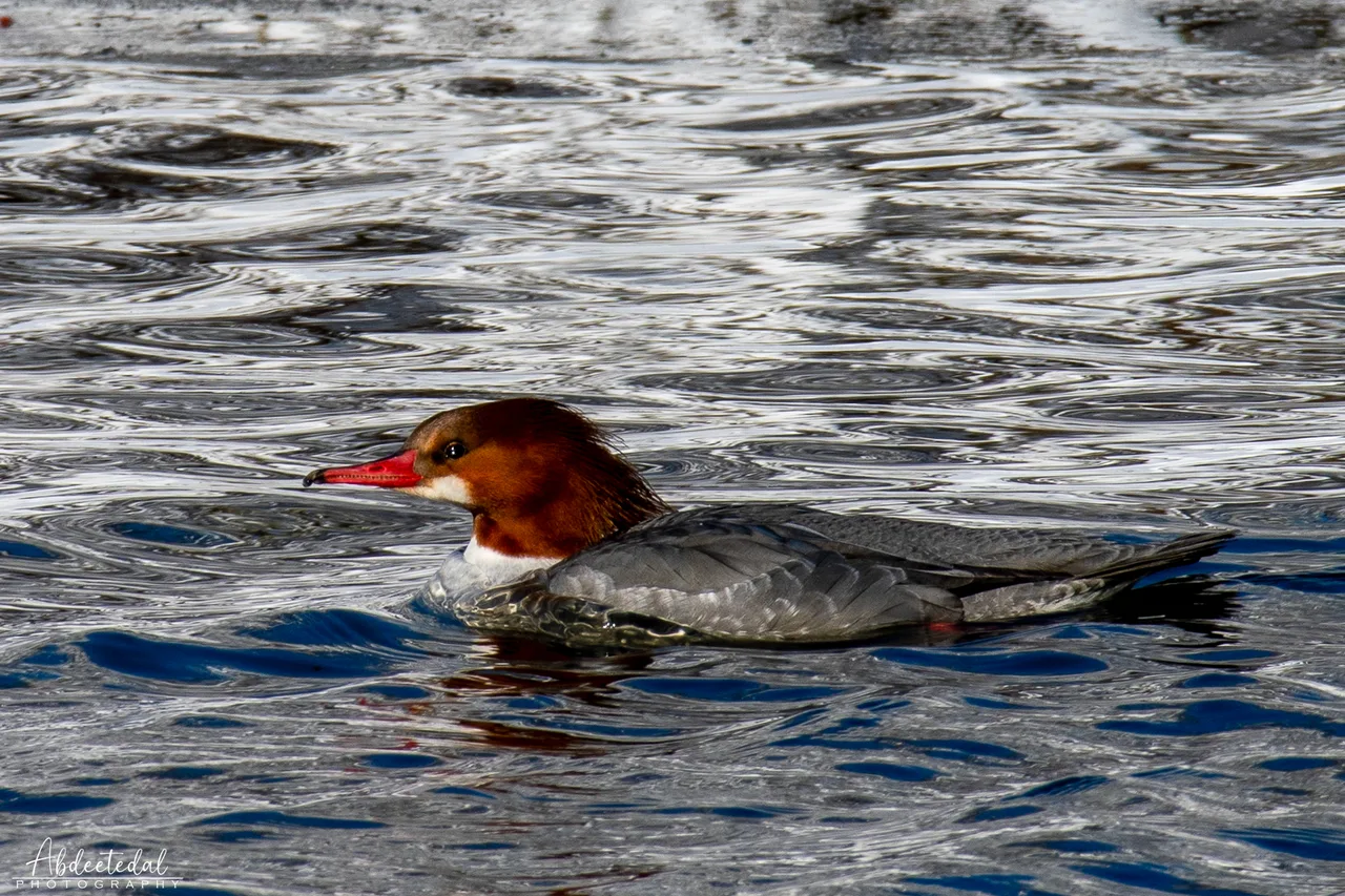 Pond Bird Red