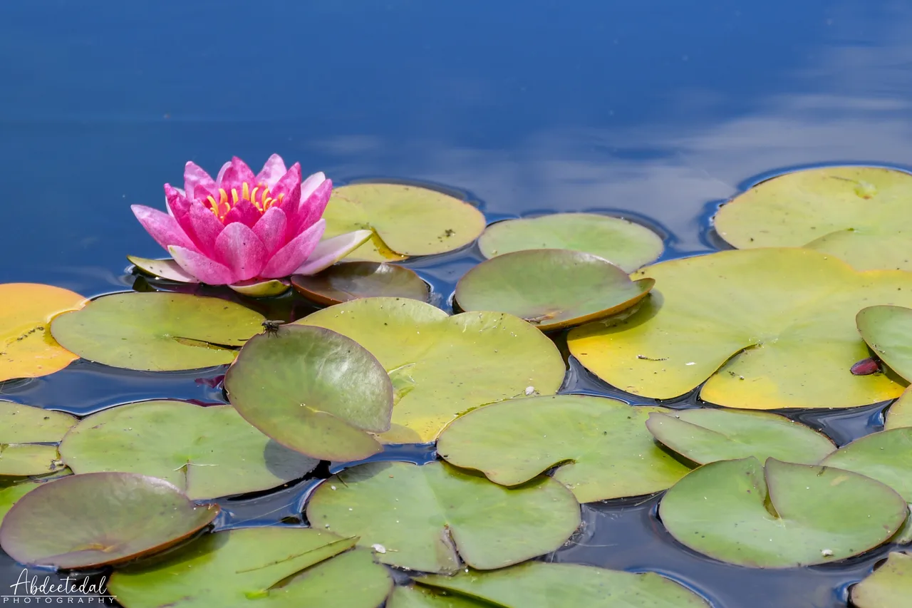 Pond Flower Water
