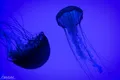 Purple Lamp Blue
