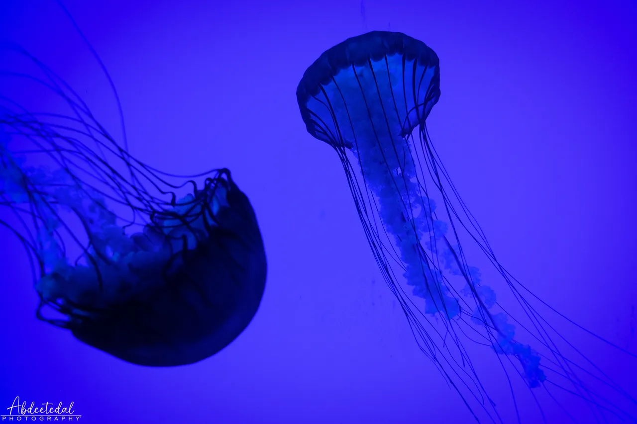 Purple Lamp Blue