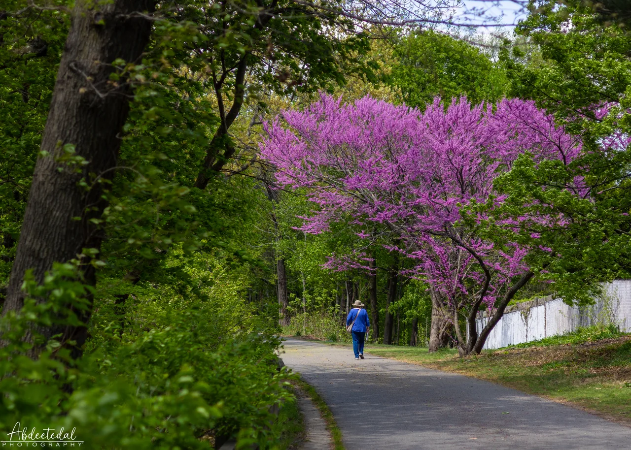 Purple Sidewalk Park
