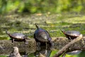 Reflection Pond Animal