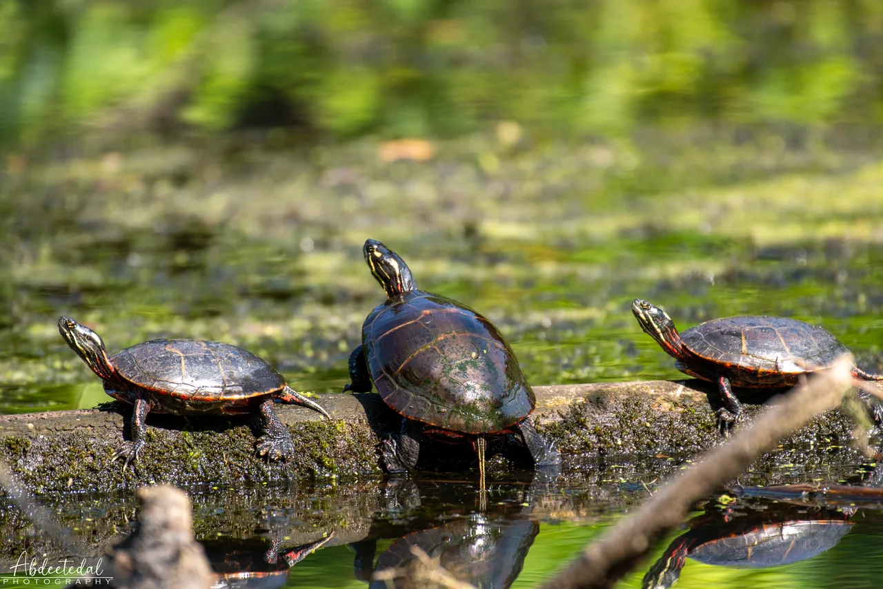 Reflection Pond Animal