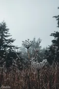 Snow Fog Silhouette