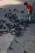 Street Bird Park