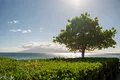 Tree Landscape Bush