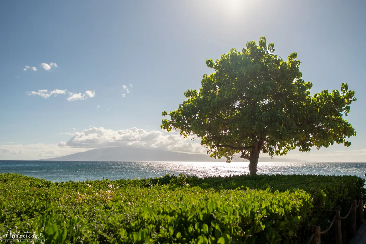 Tree Landscape Bush