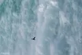 Waterfall Fountain Bird