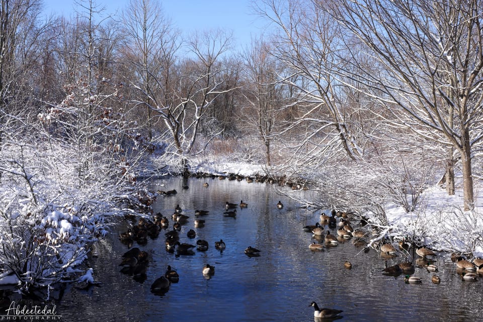 Birdwatching Through the Lens: A Snowy Adventure